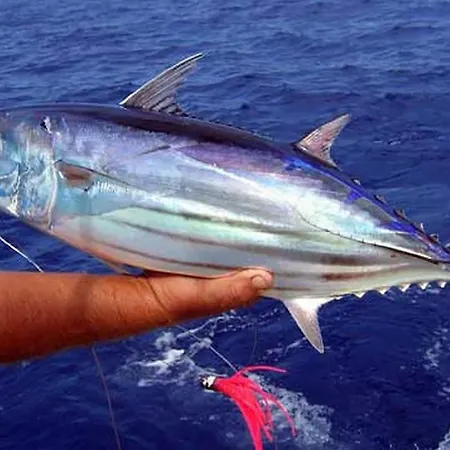 Professional Fishing Trip In Casa vacanze Alanya
