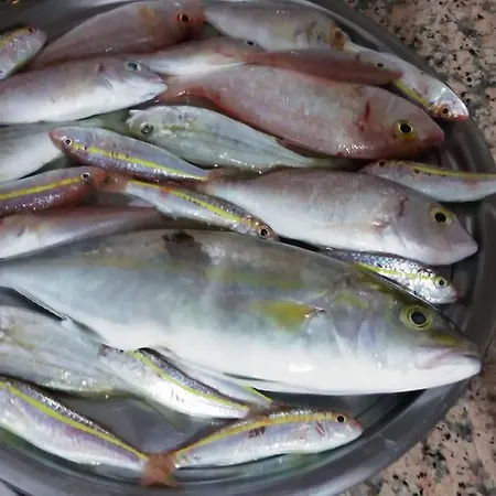 Holiday home Professional Fishing Trip In *